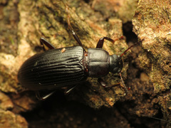 Strongylium terminatum
