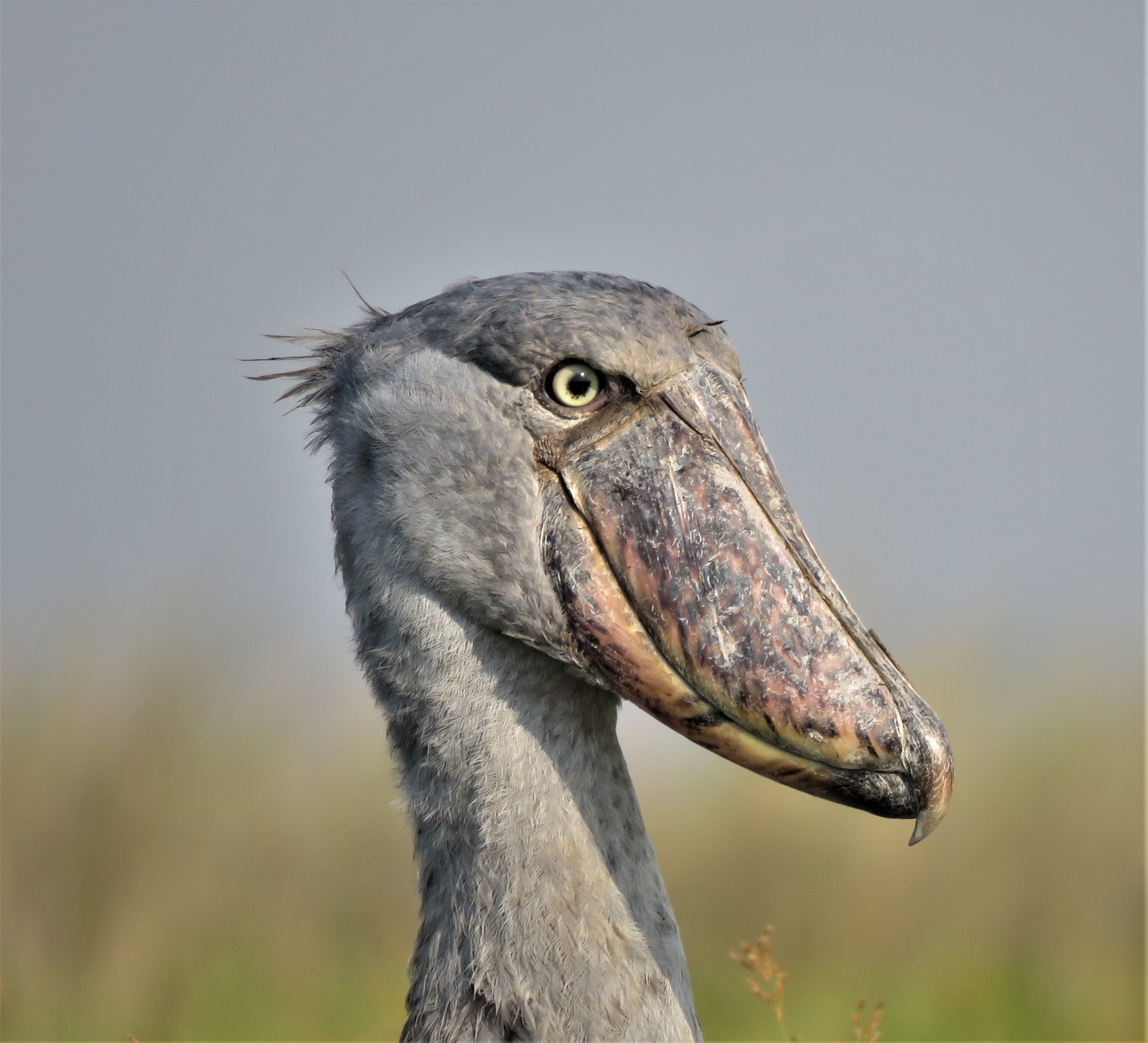 Shoebill illustration