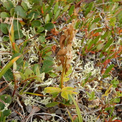 Astragalus umbellatus