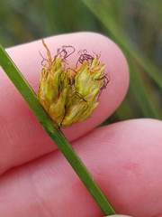 Schoenoplectus torreyi