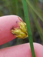 Schoenoplectus torreyi