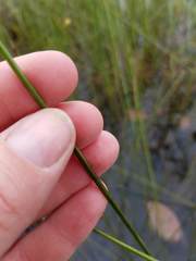 Schoenoplectus torreyi