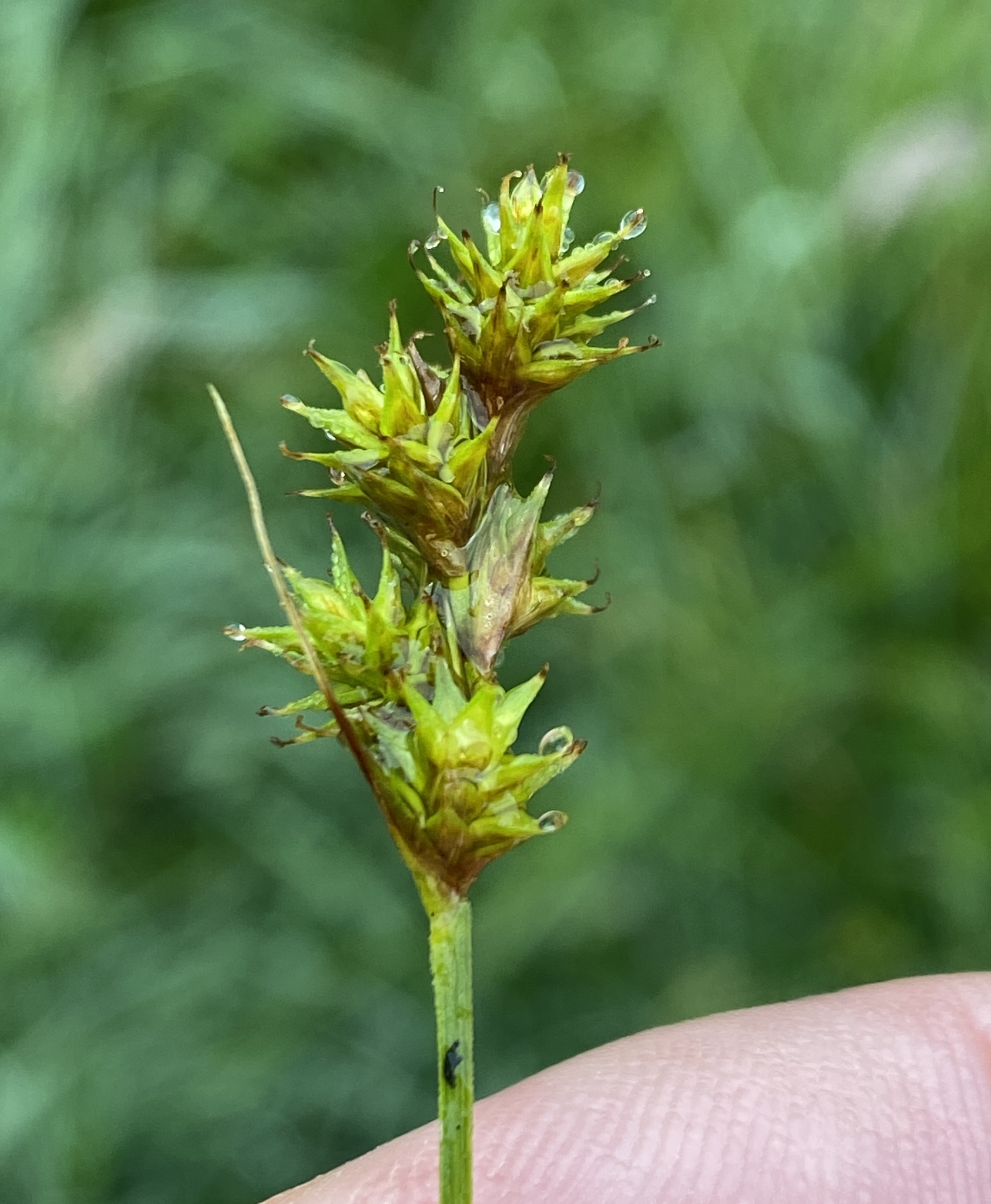 Carex bonplandii