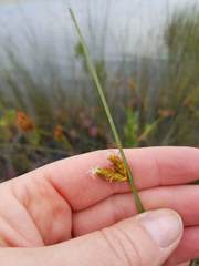 Schoenoplectus torreyi
