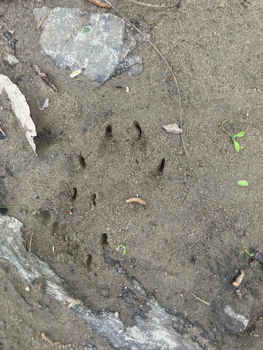 Domestic Dog photographed in Georgia
