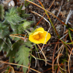 Potentilla arenosa