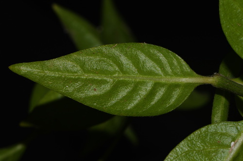 Image of Alternanthera flavescens by (c) Brian Finzel, some rights reserved (CC BY-SA)