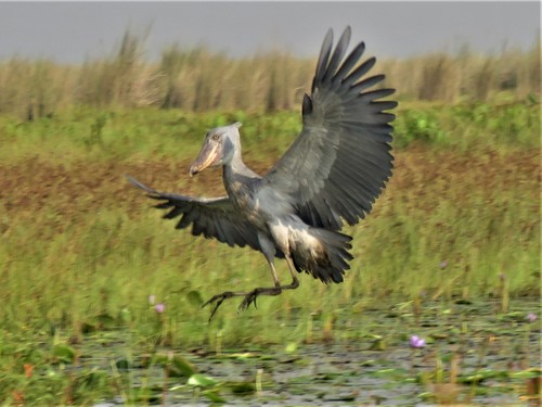 Shoebill