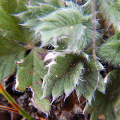Potentilla arenosa