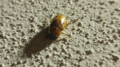 Cyclocephala lunulata