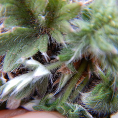 Potentilla arenosa