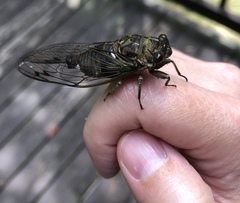 Neotibicen linnei