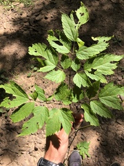 Actaea pachypoda