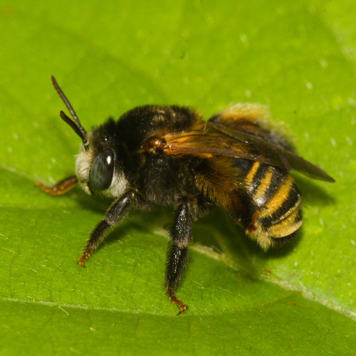 Melissodes nigroaeneus