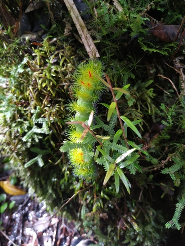 Automeris beckeri