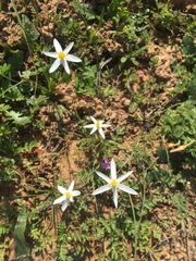 Pauridia serrata albiflora