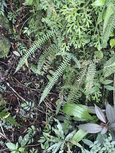 Polystichum hancockii iNat (1)