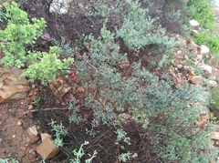 Indigofera intermedia