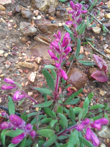 Image of Tetragonia rosea by (c) Brian du Preez, some rights reserved (CC BY-SA)