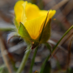 Potentilla arenosa