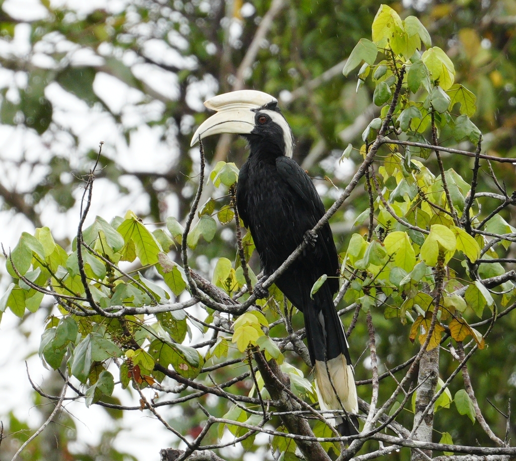 Black Hornbill