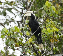 Black Hornbill photo 1