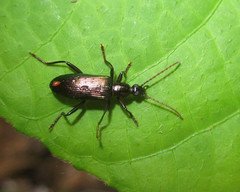 Statira