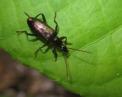 Statira