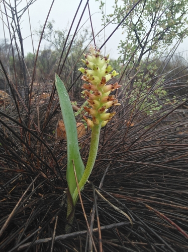 Lachenalia marginata