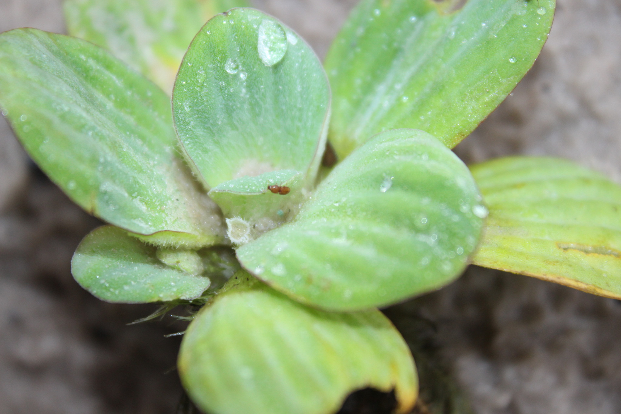 Pistia stratiotes