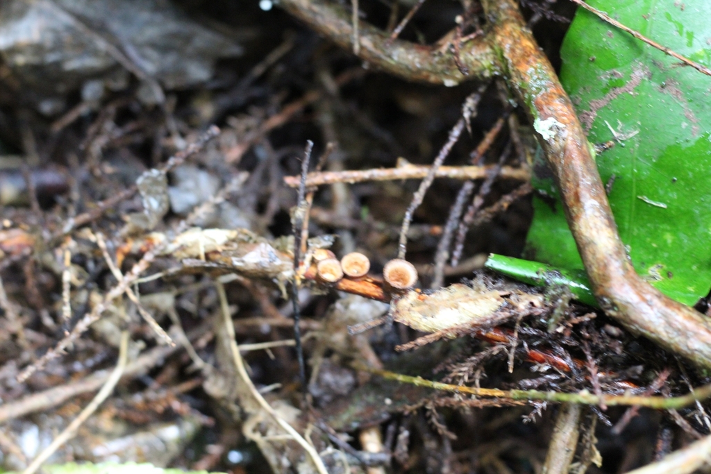 Crucibulum simile · March 2025 · photo: © louisesheppard (iNaturalist, cc-by)