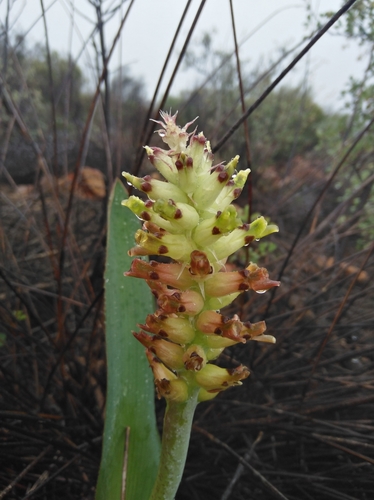 Image of Lachenalia marginata by (c) Brian du Preez, some rights reserved (CC BY-SA)