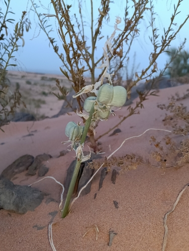 Albuca amoena