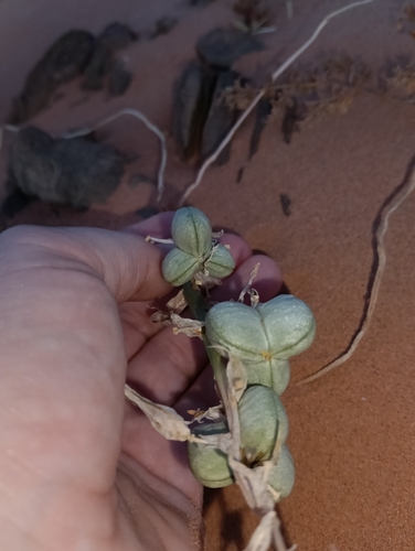 Albuca amoena