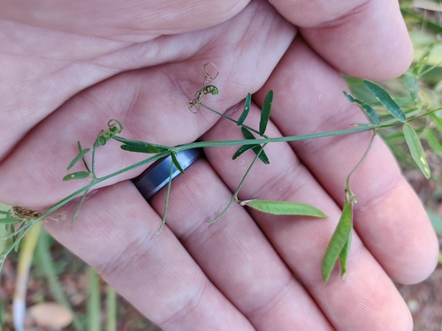 Image of Vicia acutifolia by (c) Austin N. Fife, PhD, some rights reserved (CC BY)