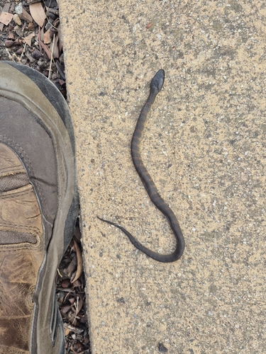 Tiger Snake sighting