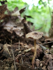 Inocybe subradiata
