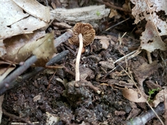 Inocybe subradiata