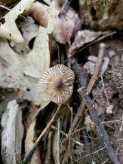 Inocybe subradiata