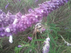 Xylocopa tabaniformis azteca