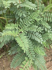 Astragalus canadensis