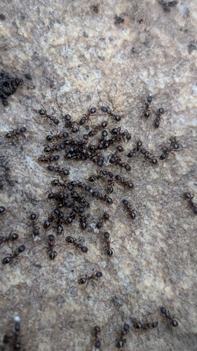 Aphaenogaster strioloidesAphaenogaster strioloides