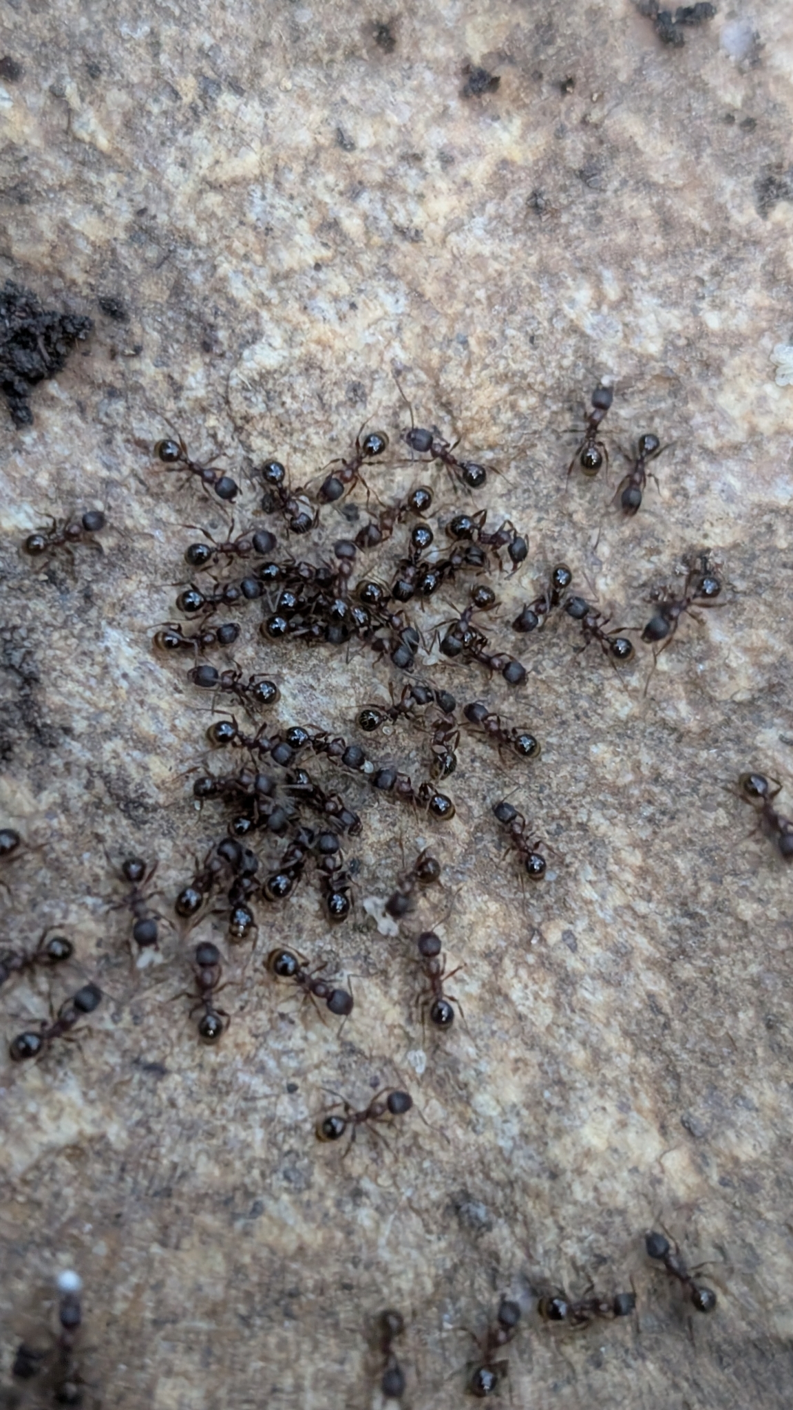 Aphaenogaster strioloides