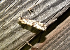 Morophaga choragella