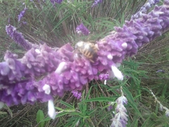 Xylocopa tabaniformis azteca