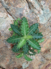 Berkheya tysonii