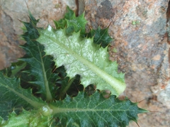Berkheya tysonii
