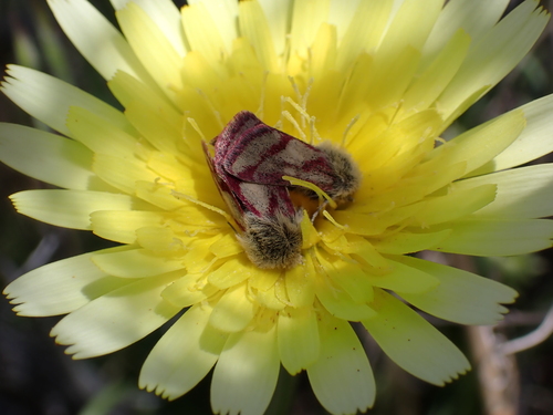 Red-lined Moth photo 5