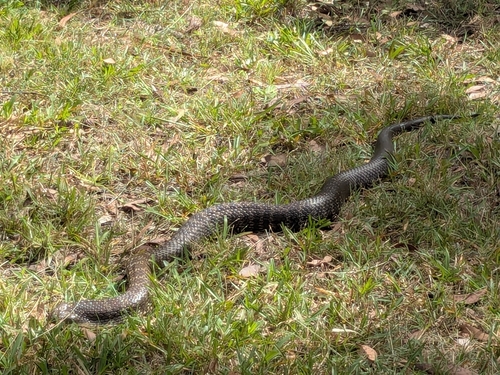 Tiger Snake sighting