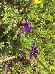 Lapeirousia oreogena